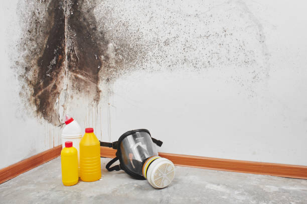 Best DIY Mold Remediation Support Services in Westernport, MD