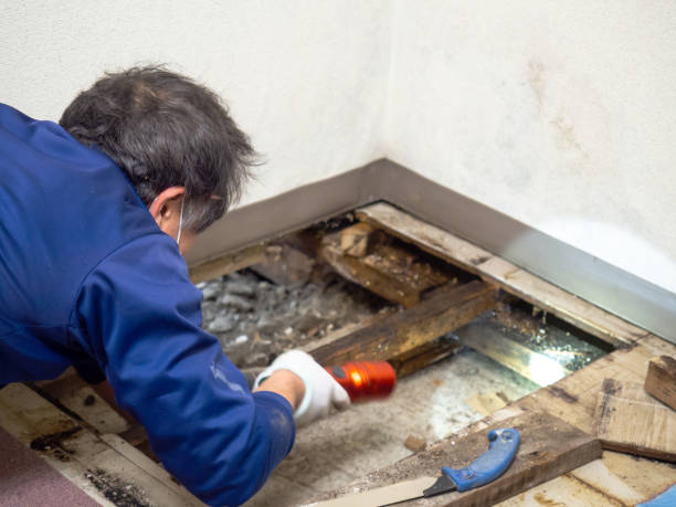 Professional Mold Remediation in Westernport, MD