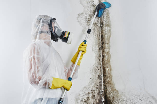 Best Industrial Mold Remediation in Westernport, MD