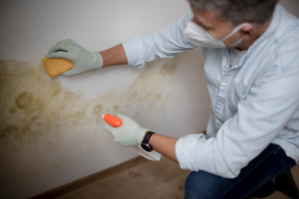 Best White Mold Remediation in Westernport, MD