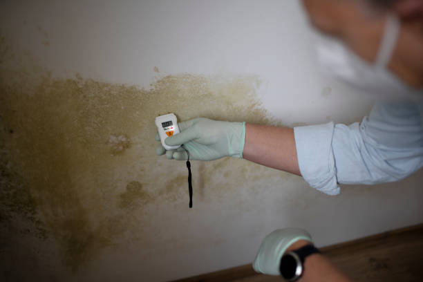 Best Basement Mold Remediation in Westernport, MD