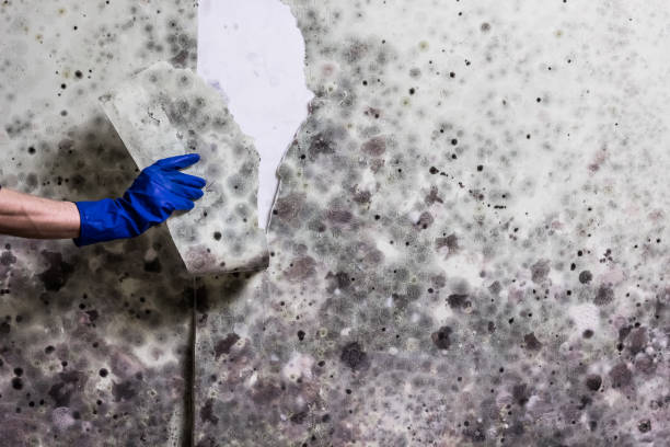 Best Black Mold Remediation in Westernport, MD