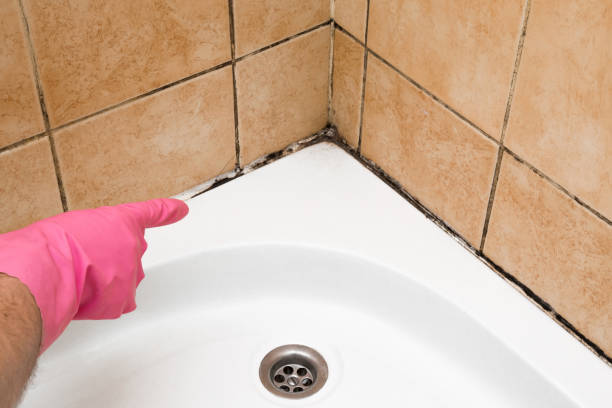 Best Residential Mold Remediation in Westernport, MD